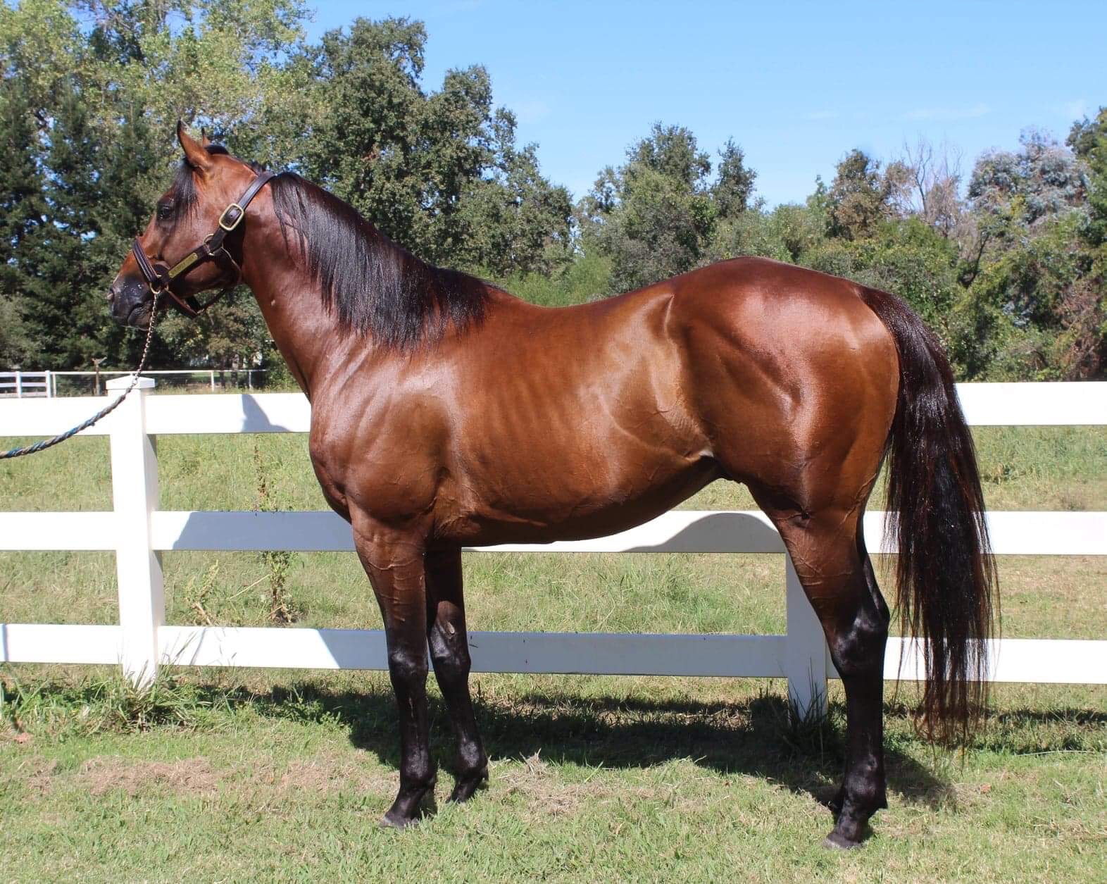 Stallions – Grays Farms